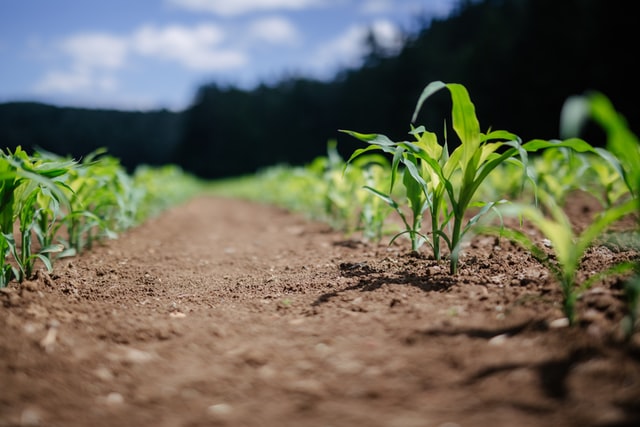 Vernetzt und gemeinsam schneller zu klimagerechter Landwirtschaft
