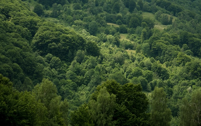 Waldföhren haben ein ökologisches Gedächtnis