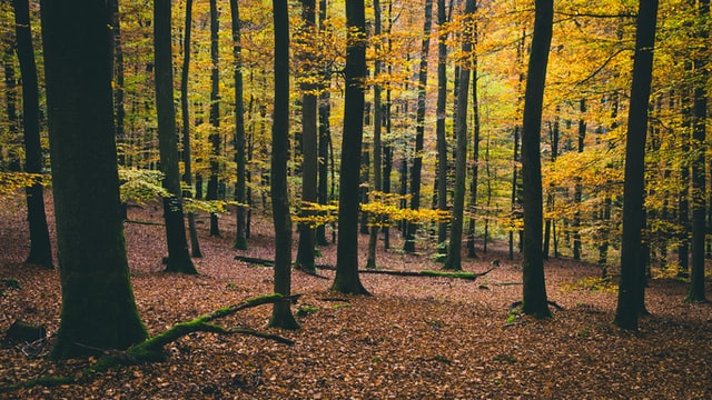 Steinbeis Europa Zentrum etabliert mit ROSEWOOD4.0 Wissensplattform für eine nachhaltige Forstwirtschaft