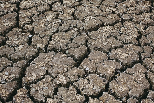 Reaktionen der globalen Vegetation auf Dürre