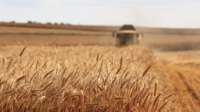Zwergsteinbrand an Weizen: Neue Nachweismethoden zur Kontrolle, Eindämmung und Resistenzzüchtung