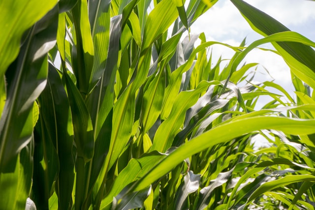 Förderaufruf:  Klimaschonendes Stickstoffmanagement im Pflanzenbau