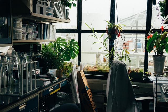 Umweltfreundlicher Biokunststoff aus Pflanzen: Team der Universität Göttingen stellt leicht formbares Material her